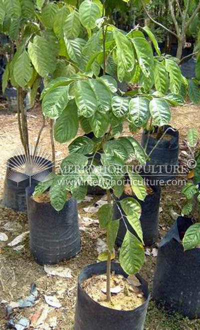 Duku langsat tree